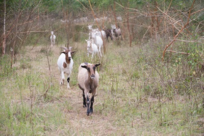 geiten Meerheuvel