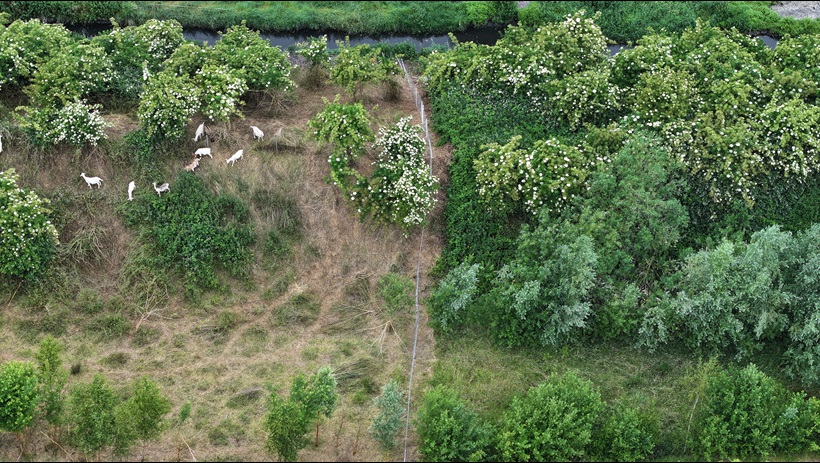 geiten Meerheuvel